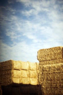 Haystacks and Shadows