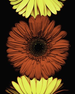 Red and Yellow Gerbera Daisies on Black Background