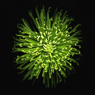 Green Mini Chrysanthemum on Black Background