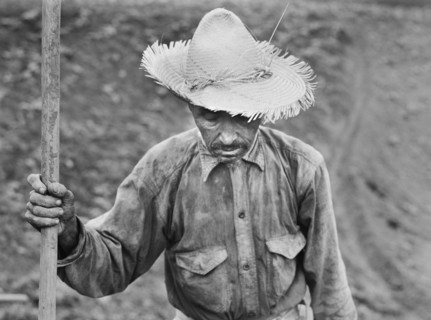 Half-Length Portrait of Tobacco Farm Laborer