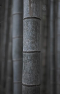 Close-up Detail of Bamboo Stems in Bamboo Grove