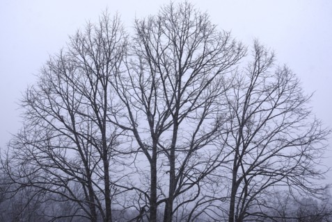 Snow-covered Trees
