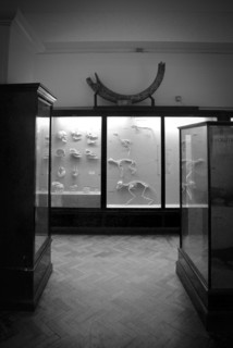 Animal Skeletons in Museum Display Case