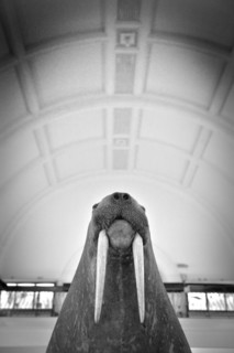 Stuffed Walrus