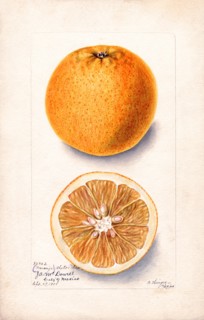 Bitter Orange Twigs