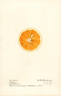 Orange Slice