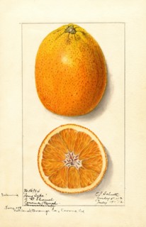 Oranges
