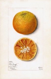 Oranges