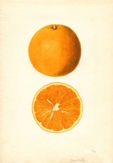 Oranges