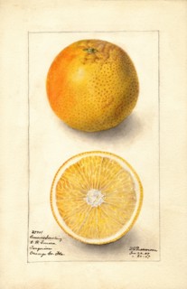 Oranges
