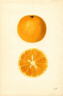 Oranges
