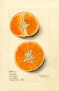Two Orange Slices