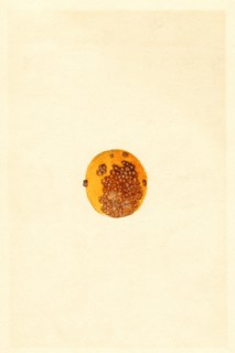 Oranges