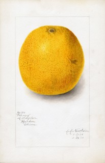 Oranges