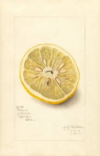 Oranges