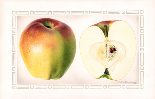 Indo Apples