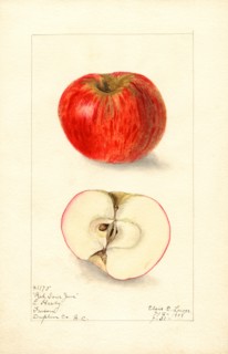 Red Sour June Apple