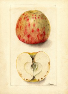 Bitter Pit Apples