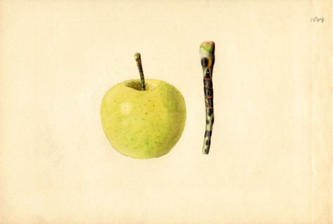 Golden Delicious Apple and Stem