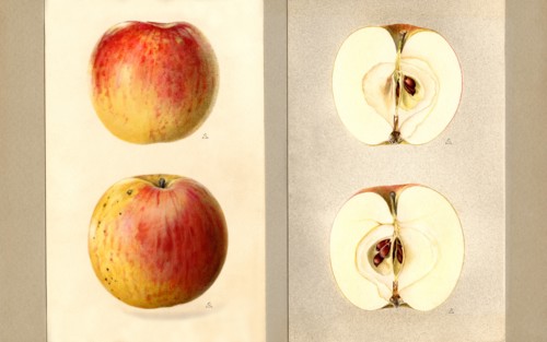Wilson Red June Apples