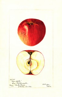 Pear Apple