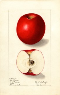 Red Cheese Apple