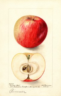 Red Apple