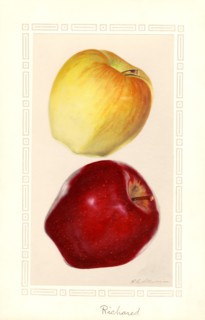 Yellow and Red Apples