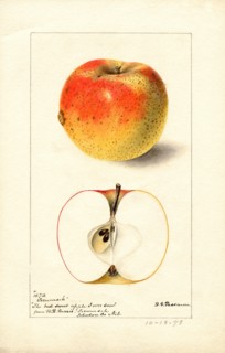 Tecumseh Apple