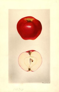 Seedling Apple no. 49 Malus domestica