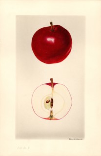 Seedling Apple no. 34