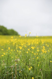 Buttercup Wildflowers in Field