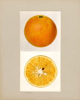 Pineapple Orange, Citrus sinensis,