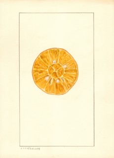 Orange, Citrus sinensis,