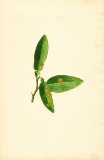 Two Green Bananas, Musa, 1919