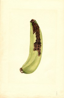 Green Banana, Musa,