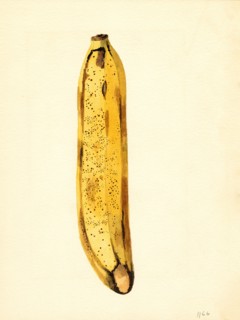 Yellow Banana, Musa,