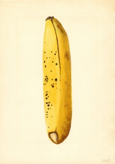 Yellow Banana, Musa,