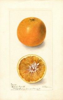 Orange and Orange Half, Bishop's Favorite variety,
