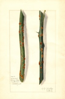 Two Diseased Orange Tree Twigs, Citrus sinensis,