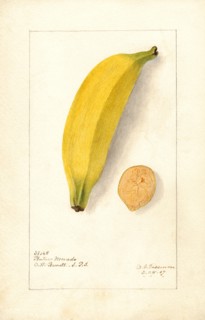 Banana, Platano Morado variety,