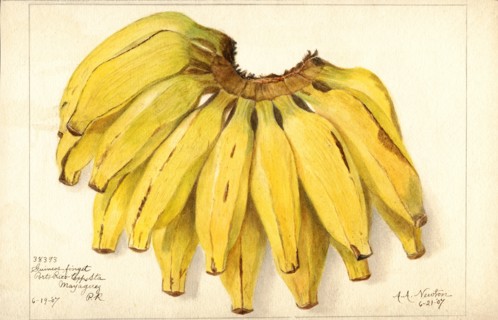 Bananas, Guincot Finget variety, 1907