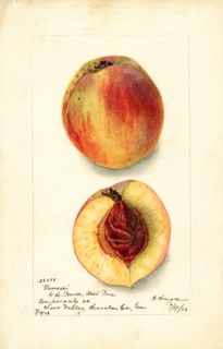 Peaches, Frances Variety, 1903