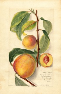 Peaches, Early Crawford and Little Peach Varieties, 1909