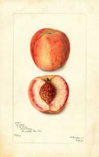 Peaches, Waddell Variety, 1902