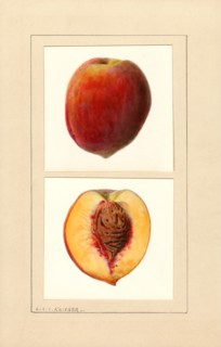 Peaches, Number 10 Variety,