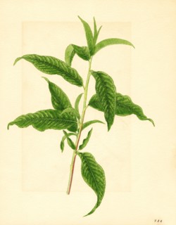 Branch with Green Leaves from Elberta Peach Tree, Prunus persica, 1916