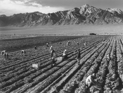 Birds on Wires at Sunset with Mountains in Background, Manzanar Relocation Center, 1943