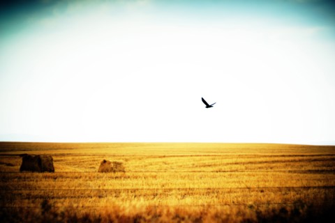 Bird of Prey flying over Agricultural Landscape ,,
