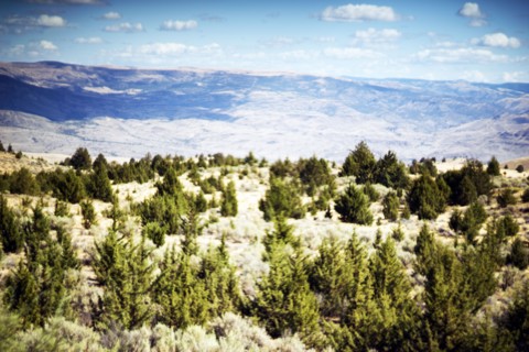 Rugged Landscape, Evergreens in Foreground,